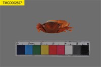 藏品(粗腿擬瘦招潮蟹)的圖片